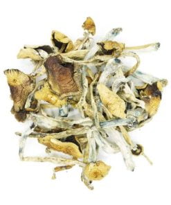 WHITE GOLDEN TEACHERS MUSHROOM